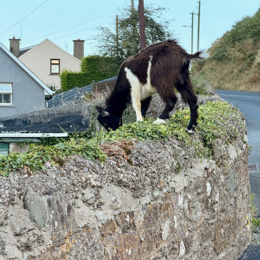 One of the Passage East feral goats on the cliffs above the village.